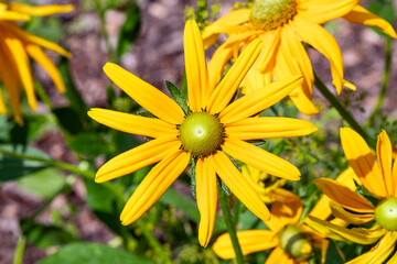 Rudbeckia hirta 'Irish Eyes' a summer autumn fall flowering plant with a yellow summertime flower commonly known as Black Eyed Susan, gardening stock photo image