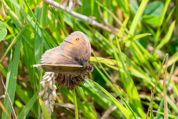 Meadow Brown Butterfly (Maniola jurtina) with its wings folded which is a brown insect flying in spring and summer, macro nature photography of butterflies close-up stock photo image
