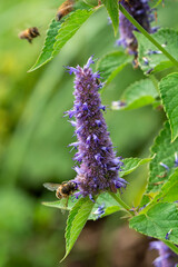 Agastache rugosa 'Liquorice Blue' a summer autumn fall flowering plant with a blue purple summertime flower commonly known as Korean mint or Giant hyssop, gardening stock photo