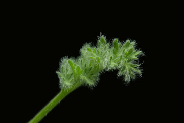 Close up, detail shoot of Pelargonium triste plant, silver hairy leaf. Isolated on black background
