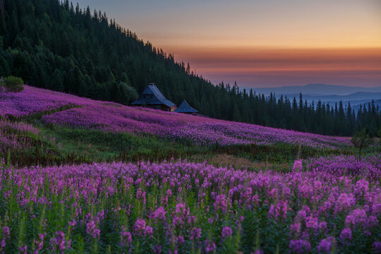 Purple wildflower field at sunset in mountain landscape