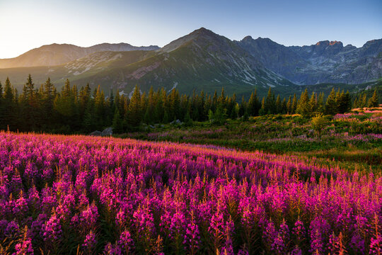 Mountain landscape with pink wildflowers