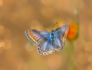 Obraz premium Common Blue butterfly (Polyommatus icarus) with open wings in natural light