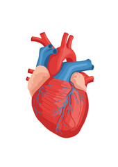 Heart Anatomy Illustration