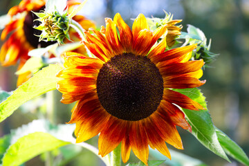Naklejka premium sunflower closeup