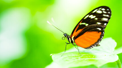 Obraz premium butterfly on a green leaf