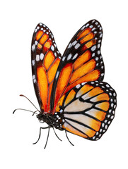 Naklejka premium Monarch butterfly with fully glowing wings on transparent background