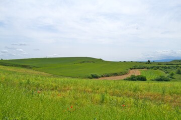 Fototapeta premium 자연 목초 경작 녹색 들판 하늘 구름 아웃도어