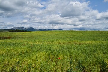 Obraz premium 자연 목초 경작 녹색 들판 하늘 구름 아웃도어