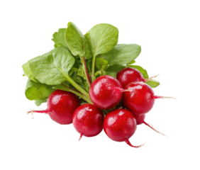 Harvesting fresh radishes organic farm food natural light view isolated on transparent background, png