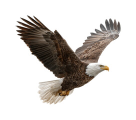 Obraz premium Majestic eagle in flight natural habitat wildlife aerial view freedom isolated on transparent background, png