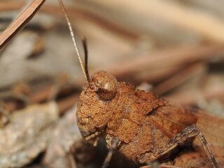 Trimerotropis pallidipennis es un saltamontes de tonos pardos y alas claras, que habita zonas áridas y se camufla fácilmente en suelos arenosos.