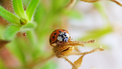 Ladybug with black eyes and spots in macro. Super macro photo of insects. Ladybug on green leaves