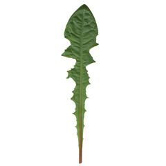 Sow thistle isolated leaf 1