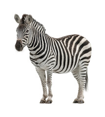 Obraz premium Zebra in wildlife for visual impact isolated on transparent background, png
