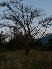 Bare tree silhouetted against a twilight sky in a natural landscape with grass and hills, evoking a serene and quiet atmosphere.