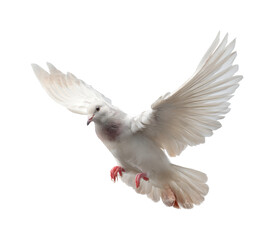 Obraz premium Soaring white dove in flight natural environment wildlife aerial view isolated on transparent background, png
