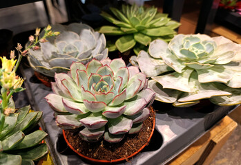 Various Echeveria succulents for sale at a supermarket. Shopping for houseplants 