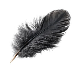 Captivating black feather display nature soft lighting isolated on transparent background, png