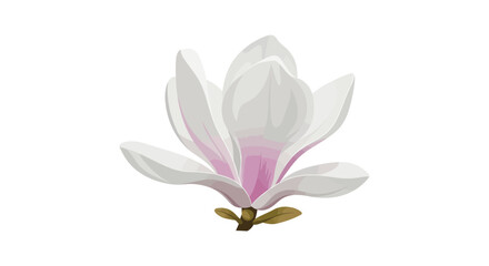 a delicate white magnolia flower with soft pink center