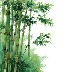 Fototapeta premium Bamboo growth and beauty natural forest tranquil environment view isolated on transparent background, png