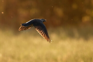 Close up of a western jackdaw in flight. Eurasian jackdaw with black and grey feathers. Afternoon against the sunlight. Yellow and orange colors. Copy space, Freeze frame. Coloeus monedula.