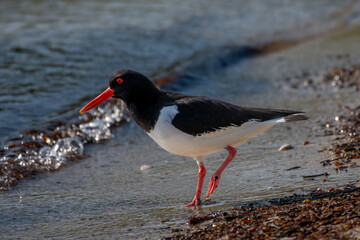 Male Oystercatcher - Haematopus ostralegus - Looking For Food On A Beach