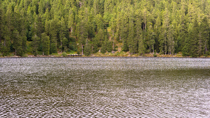 Beautiful dense summer forest with paths of moss, trees, rocks and a lake
