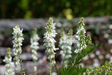 Close up of goats rue (galega officinalis) flowers in bloom