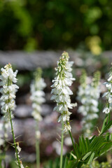 Close up of goats rue (galega officinalis) flowers in bloom