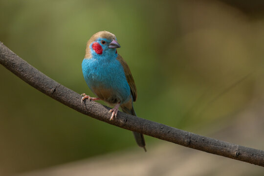 Red-cheeked Cordon-blue perched on a branch