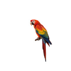 Fototapeta premium Colorfull macaw isolated on transparent background