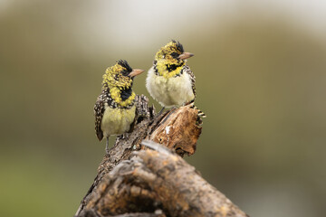 D'Arnaud's Barbet pair sitting on a tree stump