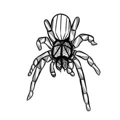 spider black and white PNG