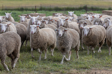 Mixed mob of cross bred and merino ewe sheep running