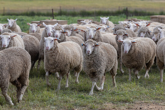 Mixed mob of cross bred and merino ewe sheep running