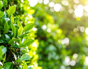 Obraz premium Lush green leaves in sunlight (2)