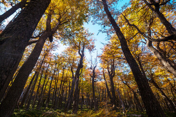 Fototapeta premium Autumn forest