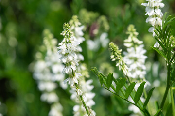 Close up of goats rue (galega officinalis) flowers in bloom