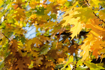 Golden leaves on tall trees in bright forest. Autumn background