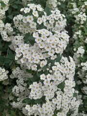 Bridal wreath spirea clusters of small white flowers with yellow centers on a green-leaved bush
