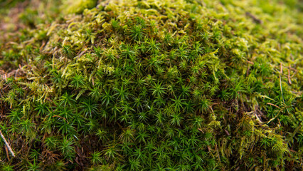 Beautiful dense summer forest with paths of moss, trees, rocks and a lake