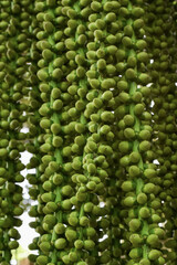 Arenga pinnata fruit is still young