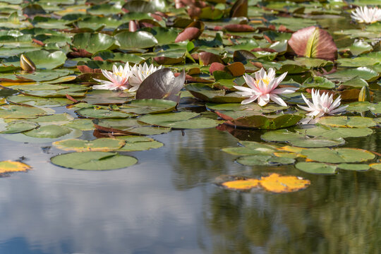 Pink water lilies bloom among lush lily pads on a reflective pond surface. Sunlight enhances the gentle colors of flowers and water.