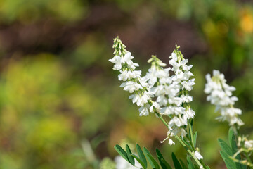Close up of goats rue (galega officinalis) flowers in bloom