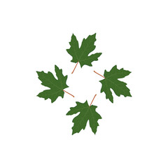 Green Maple Leaves Clipart, Four Autumn Leaves in Circular Arrangement