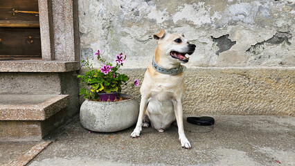 S&uuml;&szlig;er Hund bei Fotoshooting 