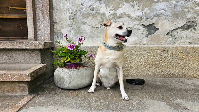 S&uuml;&szlig;er Hund bei Fotoshooting 