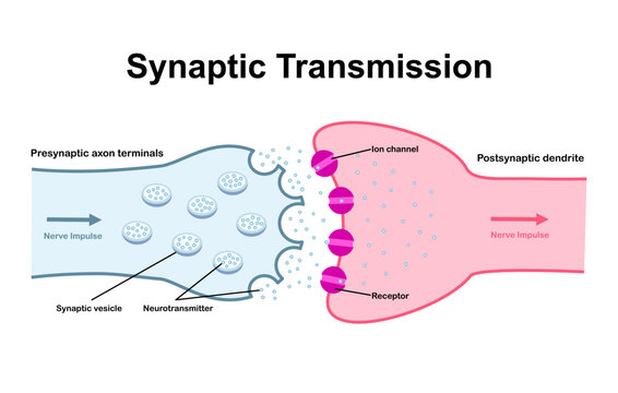 Synaptic transmission. Neurotransmission. Nerve impulse transition from presynaptic neuron to postsynaptic neuron. Neurotransmitter release from synaptic vesicle. Ligand gated channel. Vector.