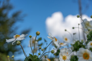 White Japanese anemones stretch toward a blue sky with clouds. The flowers sway gracefully in sunlight.